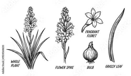 Tuberose plant botanical illustration with flower spike, fragrant floret, bulb and grassy leaf drawings