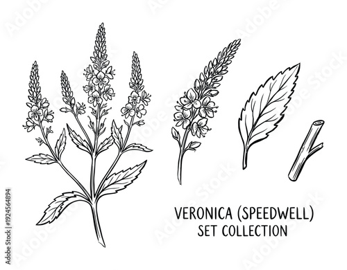 Veronica Speedwell set collection drawing with flower, leaf and stem. Botanical wildflower vector illustration