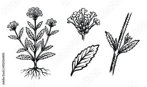 Verbena plant line art illustration with flower, leaf, and stem elements on white background.