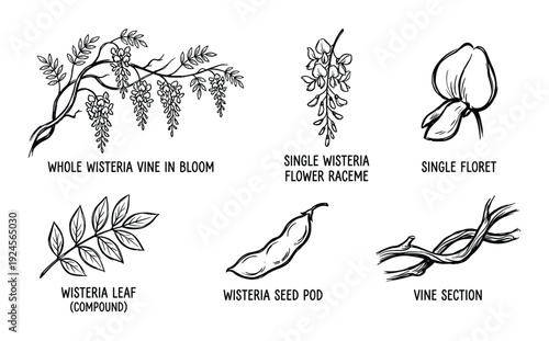 Wisteria vine botanical illustration with flower, leaves, seed pods and vine sections.