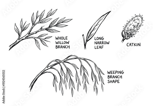 Willow tree parts sketch, whole branch, long narrow leaf, weeping branch shape, catkin drawing illustration