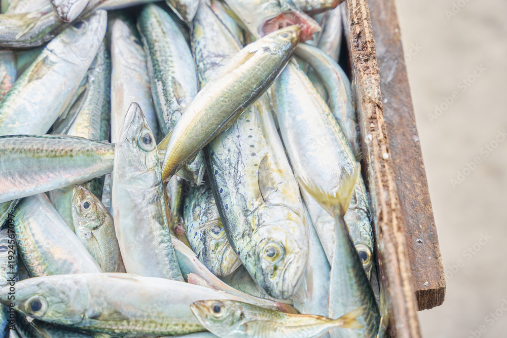 Obraz premium Freshly caught Pacific mackerel and jack mackerel piled in a wooden crate at a Korean fish market. High angle view showing shiny silver scales.