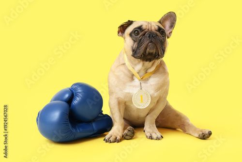 Cute French bulldog with bo...