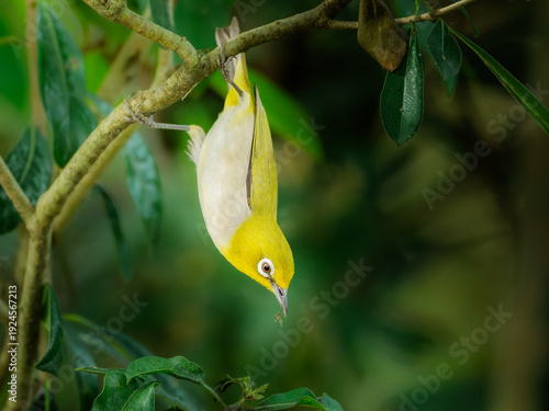 Japanese White-eye - The Mochi Hunter - Wildlife Bird Photography