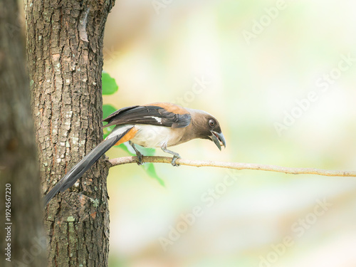 Grey Treepie - The Intelligent Gatherer - Wildlife Bird Photography