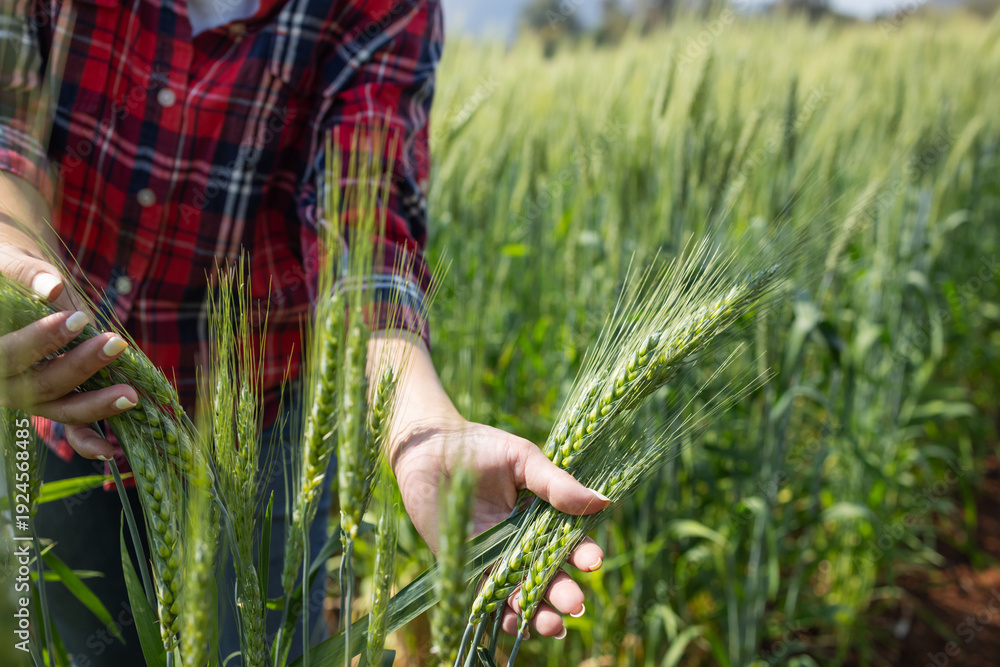 Fototapeta premium Close-up of a farmer holding and examining green wheat spikes in a field. Concept of crop inspection, plant health monitoring, sustainable agriculture, and cereal grain production.