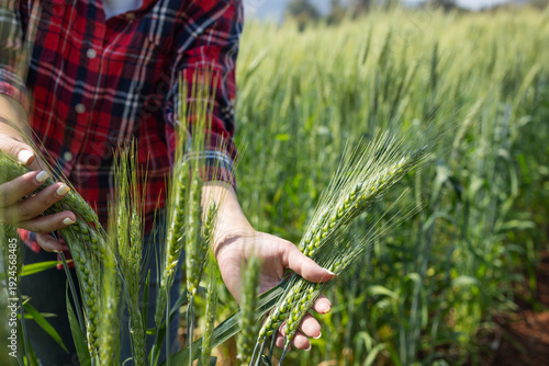 Close-up of a farmer holding and examining green wheat spikes in a field. Concept of crop inspection, plant health monitoring, sustainable agriculture, and cereal grain production.