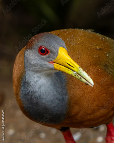 yellow billed hornbill