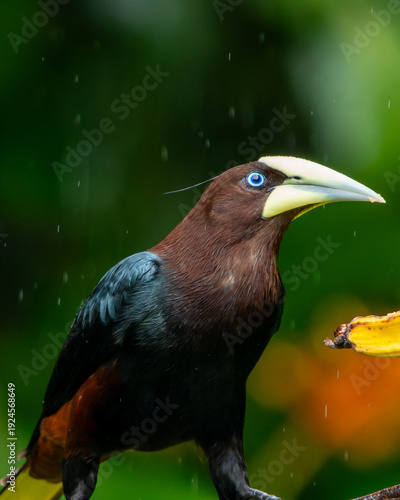 yellow billed hornbill