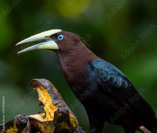 yellow billed hornbill