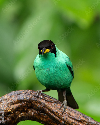 lilac breasted roller