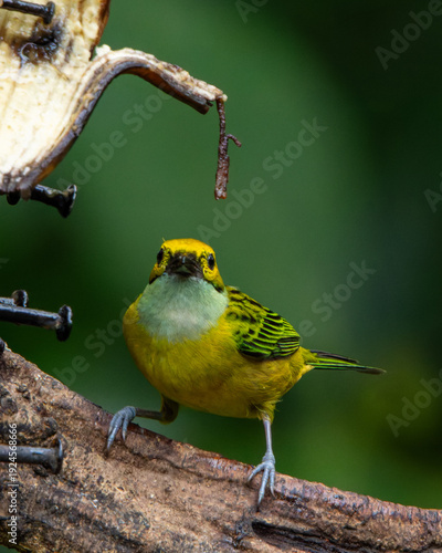 great tit parus major