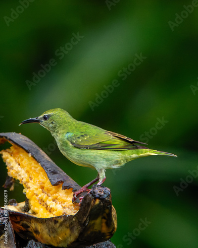 hummingbird in flight