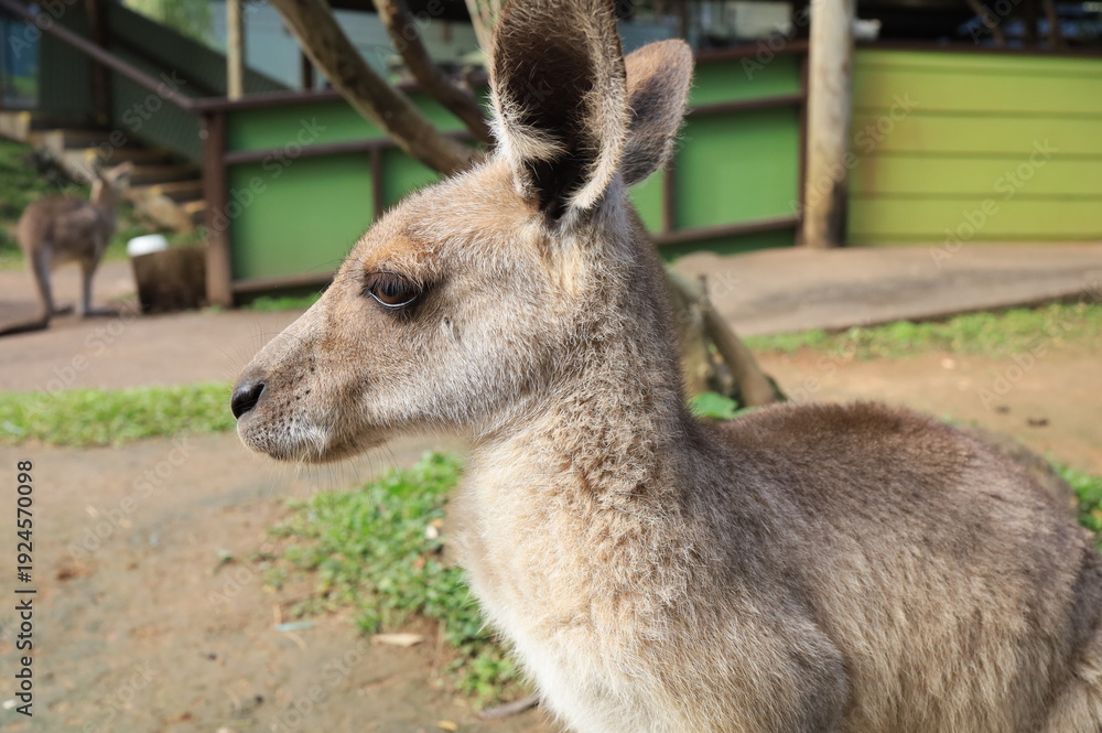 Obraz premium Wallaby 