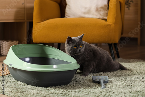 Cute grey cat near litter b...