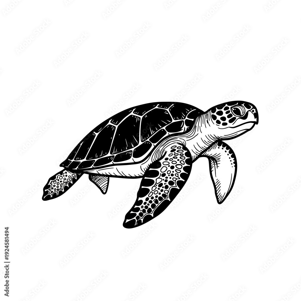 Obraz premium Black and White Sea Turtle Illustration.