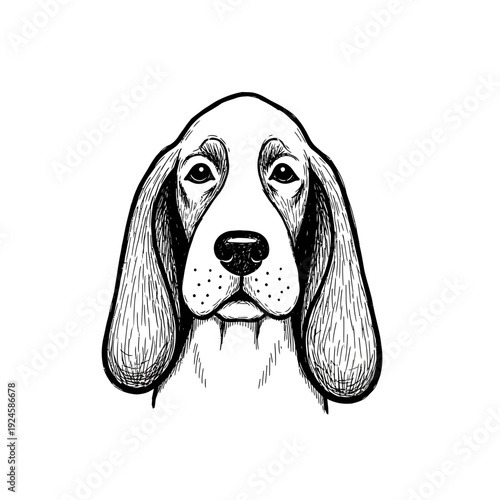 Basset Hound Dog Face Illustration.