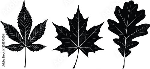 Autumn leaf silhouettes, maple oak and hemp leaves, botanical nature illustration, black vector set flavector