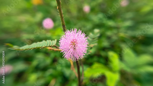 Foto Pink globe flower of Mimosa pudica in a wide landscape meadow, sensitive plant touch-me-not blooming with lush green bokeh background, natural botanical wallpaper