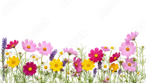 Vibrant Wildflowers Blooming in Spring Meadow for Nature Backgrounds, Gardening, and Summer Promotions