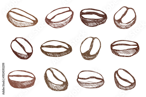 Set of hand drawn fresh roasted coffee bean Arabica robusta seed doodle Single element for design print packaging label decor