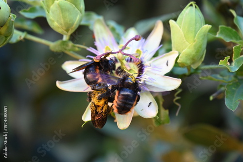 Fotografia Insects on a flower, close-up,