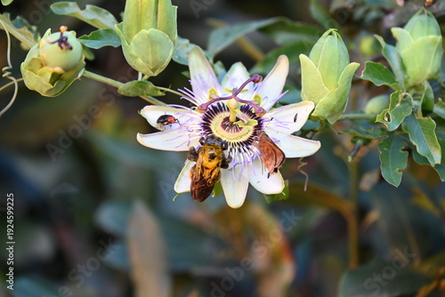 Fotografija Insects on a flower, close-up,