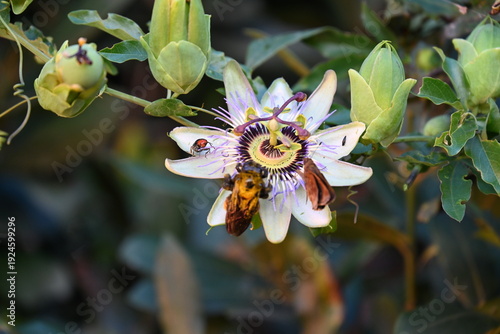 Quadro em tela Insects on a flower, close-up,