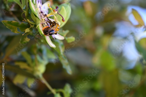 Fotografia Insects on a flower, close-up,