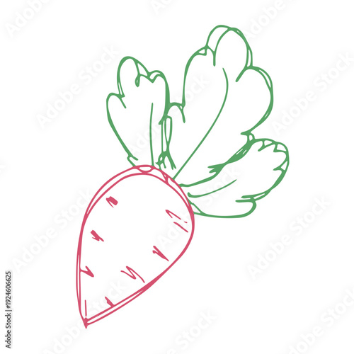 Hand drawn farm radish beet beetroot plant with green leaves Fresh vegetable doodle Healthy eco food Organic garden vegetarian food For design, print, packaging, decor, kids books