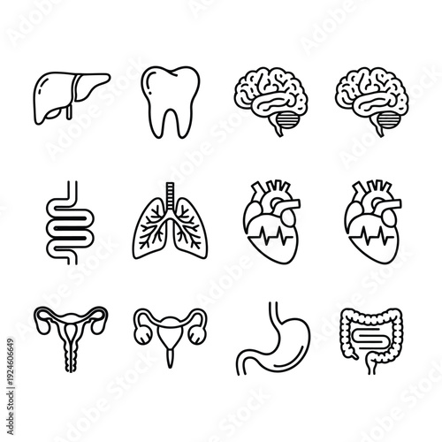 Comprehensive set of human internal organs for anatomical and medical studies