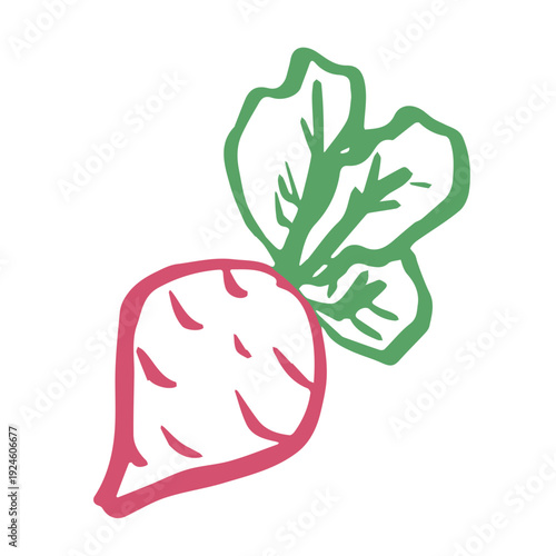 Hand drawn farm radish beet beetroot plant with green leaves Fresh vegetable doodle Healthy eco food Organic garden vegetarian food For design, print, packaging, decor, kids books