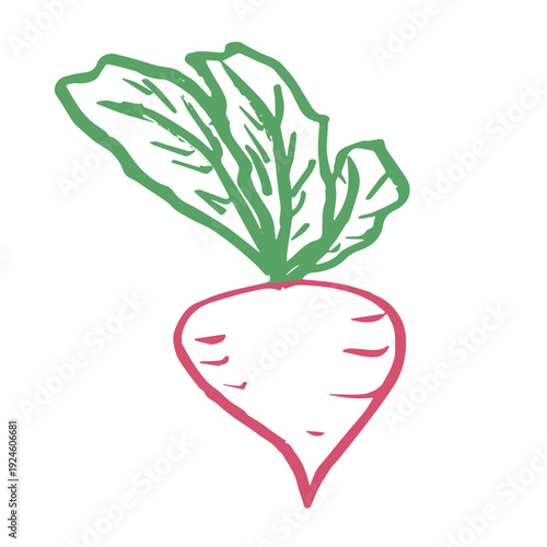 Hand drawn farm radish beet beetroot plant with green leaves Fresh vegetable doodle Healthy eco food Organic garden vegetarian food For design, print, packaging, decor, kids books