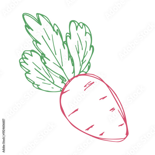 Hand drawn farm radish beet beetroot plant with green leaves Fresh vegetable doodle Healthy eco food Organic garden vegetarian food For design, print, packaging, decor, kids books