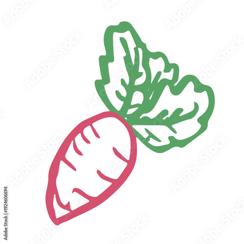 Hand drawn farm radish beet beetroot plant with green leaves Fresh vegetable doodle Healthy eco food Organic garden vegetarian food For design, print, packaging, decor, kids books