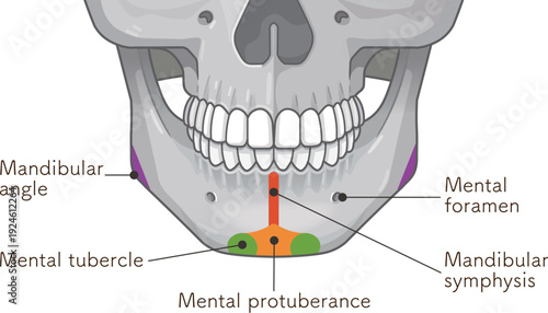 下顎骨のイラスト Illustration of the mandible