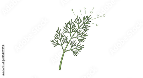 Delicate dill sprig with sparkling highlights, isolated on white background