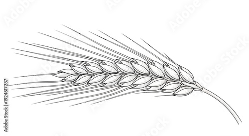 Detailed illustration of a single barley ear, isolated on white background, botanical sketch