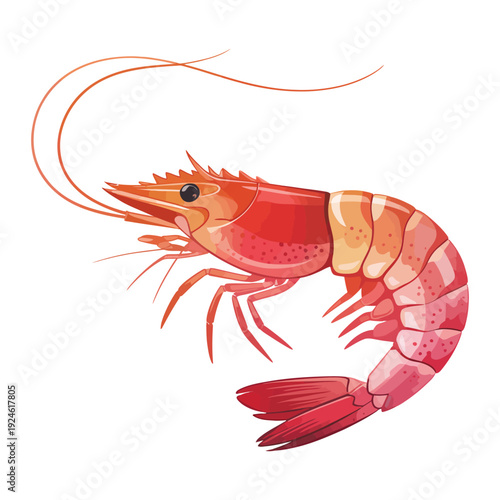 shrimp on white background
