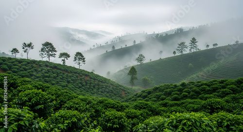 Misty coffee plantation on rolling hills in Coorg, Karnataka, In