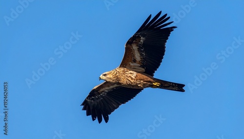 Majestic Black Kite Soaring Gracefully Against a Clear Blue Sky.