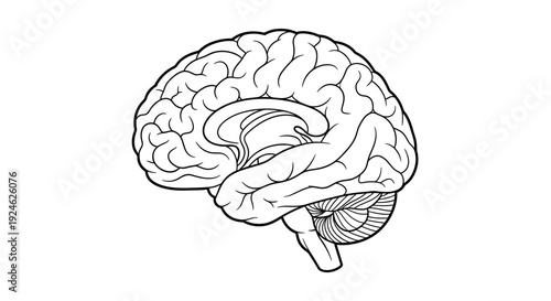 Human Brain Anatomy Illustration - Side View, Medical, Scientific, Educational