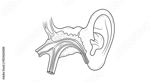 Human Ear Anatomy Diagram: Outer, Middle, and Inner Ear Structures