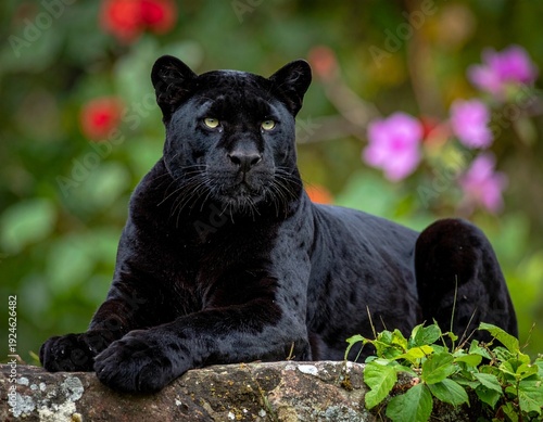 Majestic Black Panther Resting on Stone Ledge with Vibrant Floral Background.