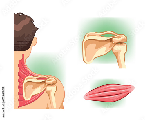 Back view showing scapula bones and surrounding shoulder muscle anatomy.