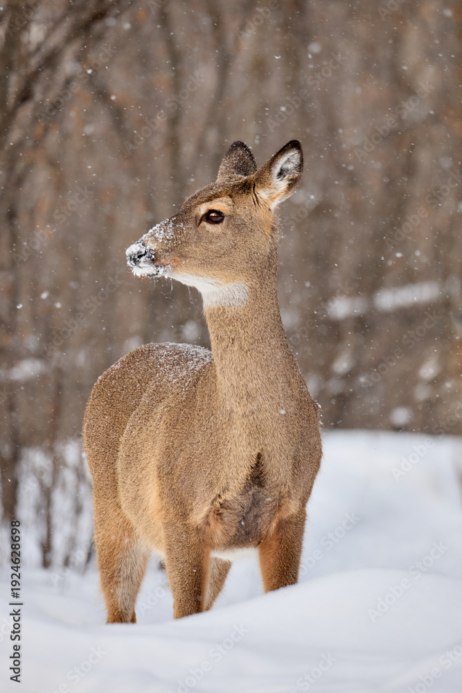 Obraz premium Wild deer standing in snow during winter snowfall in forest