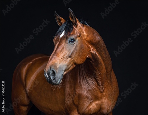Majestic Chestnut Horse Portrait Against a Dark Background, Elegant Animal.