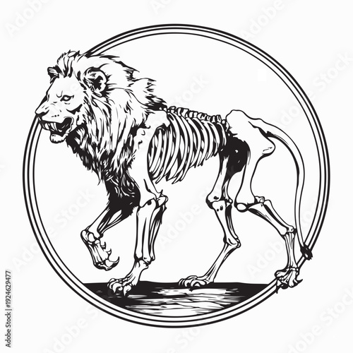Skinny Lion Skeleton Walking Slowly Vector on White Background