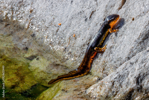 Tablou pe pânză eastern newt Notophthalmus viridescens adult stage mating season on the surface