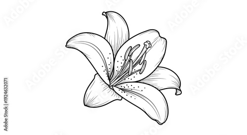 Elegant Lily Flower Drawing, Black and White Outline Sketch, Botanical Illustration